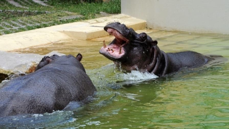 Как хипопотам заседна в басейн