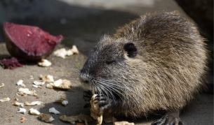 Инвазивни видове застрашават растения и животни в цял свят