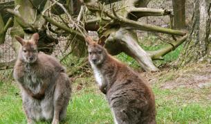 Бездомни кучета нападнаха зоопарк в Сараево