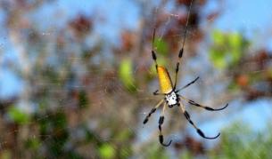 Отрова на паяк лекува еректилна дисфункция