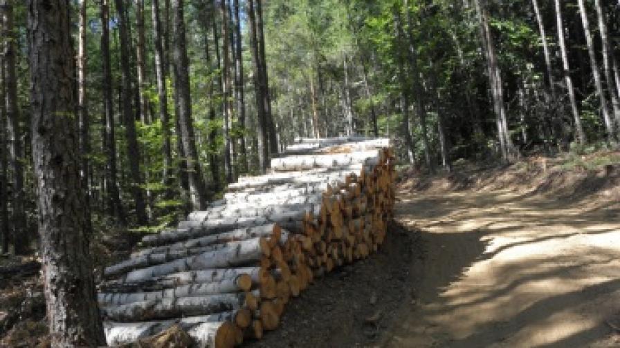 Разследване в ГЕРБ за дървата за Цачева