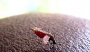 Западнонилската треска взима жертви в съседните страни