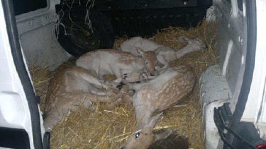 Митничари откриха четири упоени еленчета в пикап
