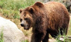 Парламентът губи срещу кафявата мечка