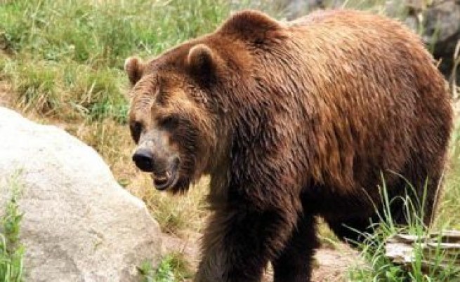 Парламентът губи срещу кафявата мечка
