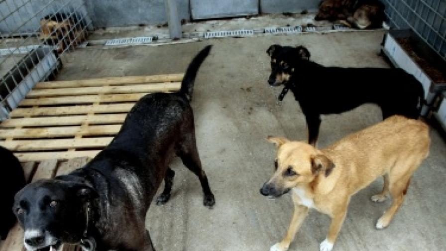 Лекари, мед. сестри и пациенти нападани от кучета в Силистра