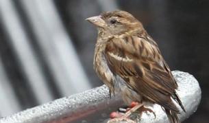 Цигарите били полезни... за врабчетата