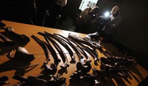 Кости от най-древния динозавър - в Природонаучния музей в Лондон