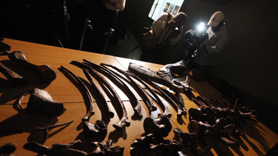 Кости от най-древния динозавър - в Природонаучния музей в Лондон