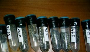 Хванаха контрабандист с отровни змии