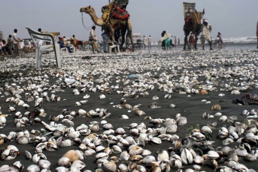 10 български моряци са без храна и вода в Пакистан