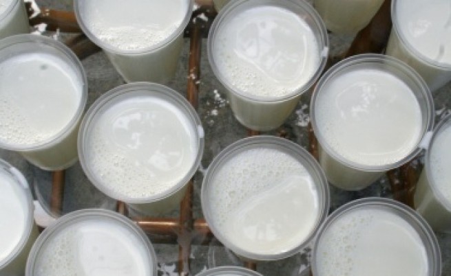 Пиенето на мляко помага за грабването на Нобелова награда