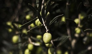 Неизвестни лица изкорениха дървото на Платон в Атина