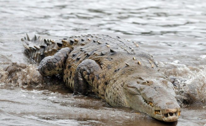 Крокодилска напаст в Австралия