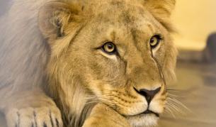 Румънски гангстер плашил жертвите си с четири лъва и две мечки 