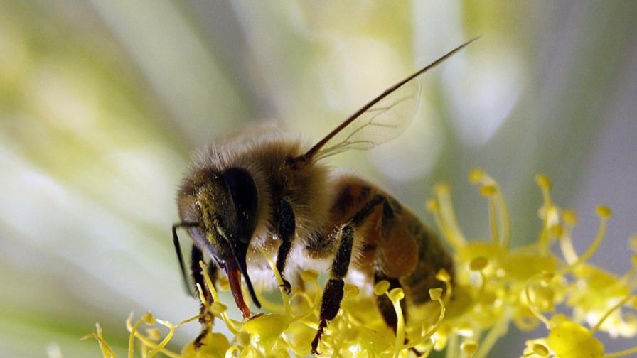 Българската суперхрана е пчелният прашец