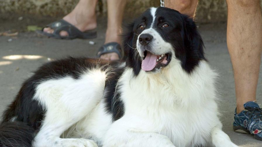 Българското каракачанско куче става хит в САЩ