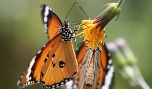 Тревожно: Броят на безгръбначните намалява