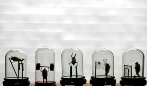 Мишки, гущери и охлюви се завърнаха успешно от космоса