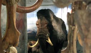 Учени искат да възкресят мамутите