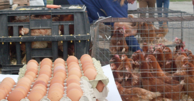 Общо 14 души са положителни на салмонела в детска градина