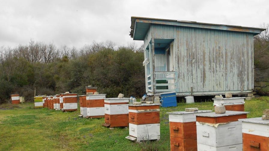 Спасиха петима нажилени от пчели в Сандански