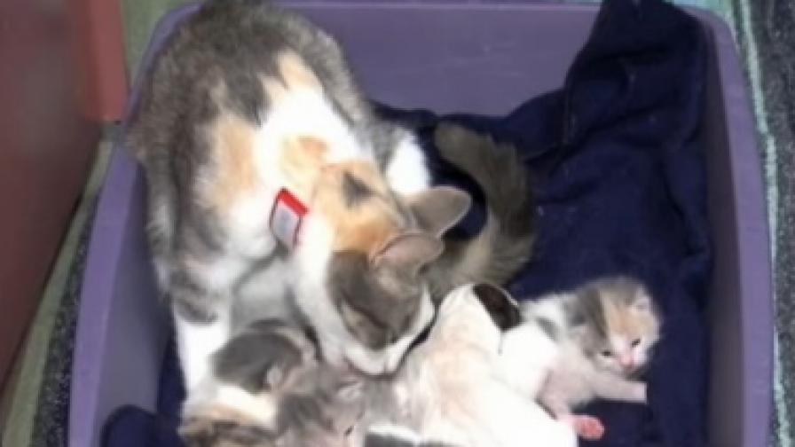 Котка осинови бебе питбул