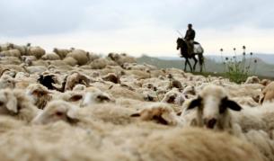 Новите граници застрашават балканските номади