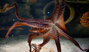 Защо октоподите са аристократите на океана?