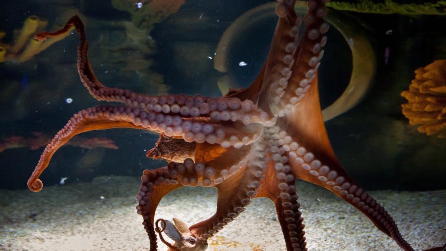 Защо октоподите са аристократите на океана?