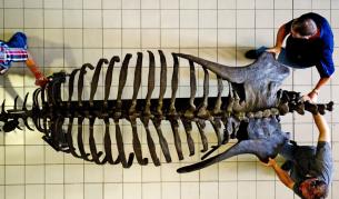 Учени откриха необичаен вид динозавър с огромен нос