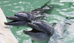 Делфините имат най-силната памет в животинското царство