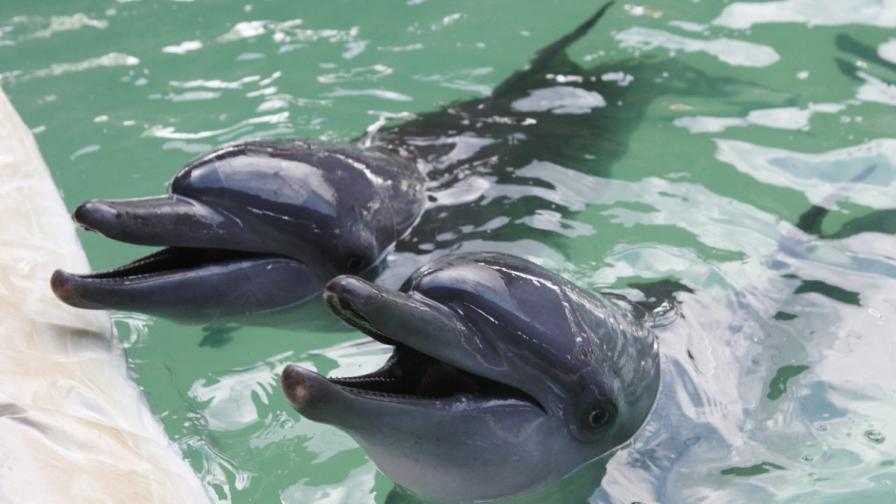 Делфините имат най-силната памет в животинското царство