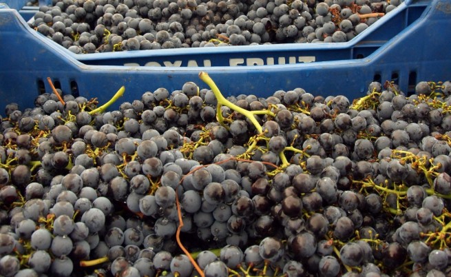 В Русия не приеха българско грозде с пестициди и нитрати
