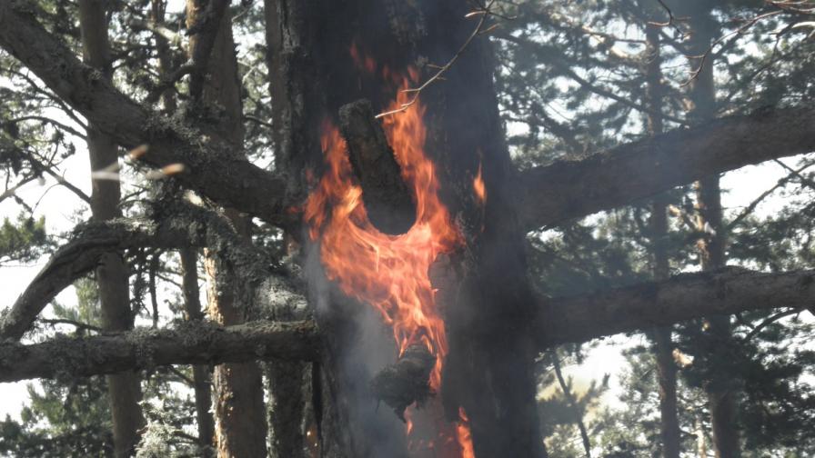 Пожарът в Хасковско погълна 1000 дка борова гора