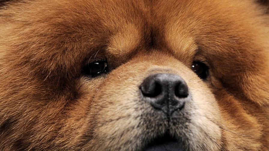 Как лъжат в Китай: Кучетата са лъвове, мишките - влечуги