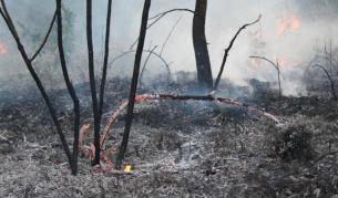 Нов пожар в района на Свиленград
