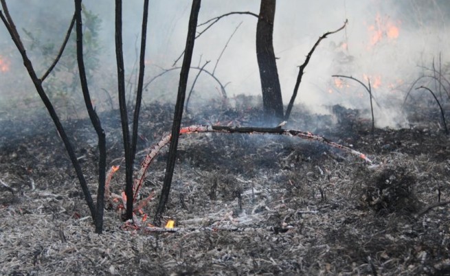 Нов пожар в района на Свиленград