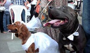 А пък в Шри Ланка разследват... сватба на кучета