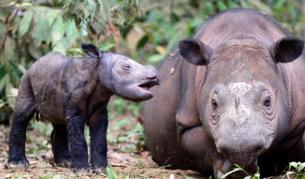 Камери уловиха суматрански носорози на Борнео