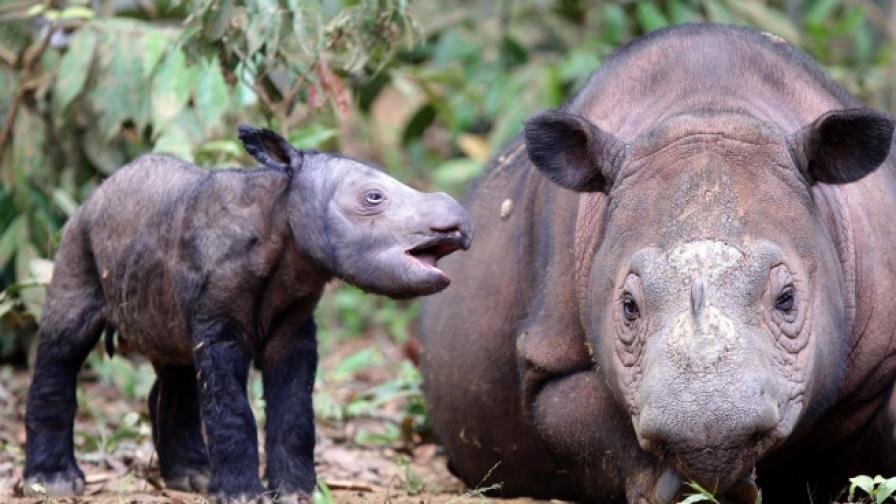 Скрити камери уловиха суматрански носорози на Борнео