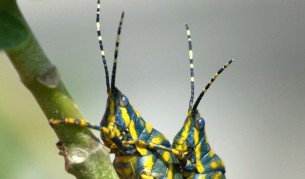 Фосил на 165 млн. години показва секс между насекоми