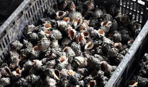 Мида на 507 г. - най-старото животно на Земята