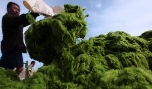 Гориво от водорасли вместо керосин?