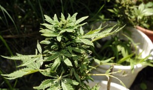 В САЩ започна легална продажба на марихуана