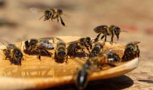 Учени: Европа спешно се нуждае от 7 млрд. пчели